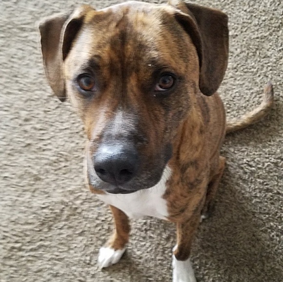 Sammy Dawg Thanks You for Your Purchase 💞 🐶💞 - Picture 7 of 8